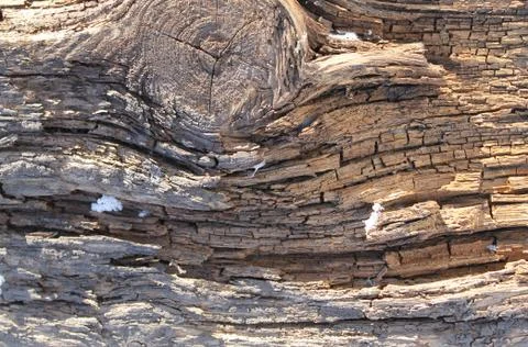 The old wood texture with natural patterns. Inside the tree background. Old g Stock Photos