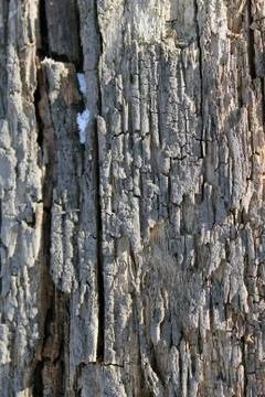 The old wood texture with natural patterns. Inside the tree background. Old g Stock Photos