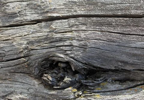 The old wood texture with natural patterns. Inside the tree background. Old g Stock Photos