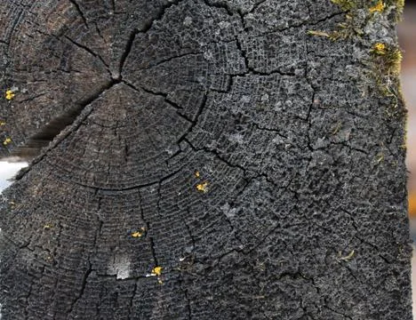 The old wood texture with natural patterns. Inside the tree background. Old g Stock Photos