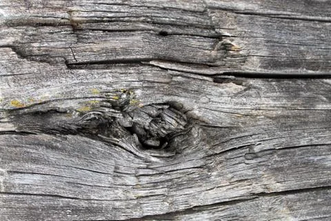 The old wood texture with natural patterns. Inside the tree background. Old g Stock Photos