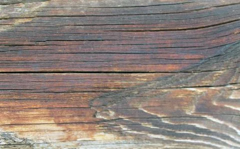 The old wood texture with natural patterns. Inside the tree background. Old g Stock Photos