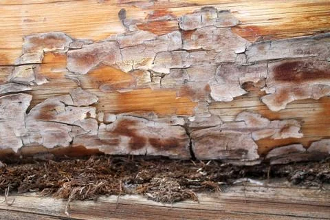The old wood texture with natural patterns. Inside the tree background. Old g Stock Photos