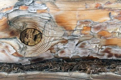 The old wood texture with natural patterns. Inside the tree background. Old g Stock Photos