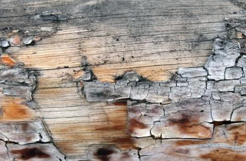The old wood texture with natural patterns. Inside the tree background. Old g Stock Photos