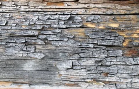 The old wood texture with natural patterns. Inside the tree background. Old g Stock Photos