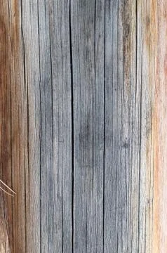 The old wood texture with natural patterns. Inside the tree background. Old g Stock Photos