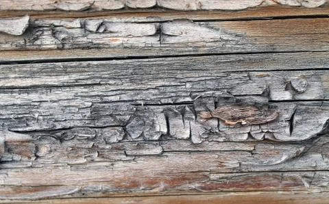 The old wood texture with natural patterns. Inside the tree background. Old g Stock Photos