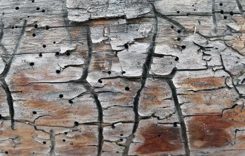 The old wood texture with natural patterns. Inside the tree background. Old g Stock Photos
