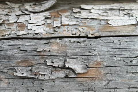 The old wood texture with natural patterns. Inside the tree background. Old g Stock Photos
