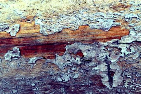 The old wood texture with natural patterns. Inside the tree background. Old g Stock Photos