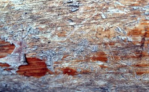 The old wood texture with natural patterns. Inside the tree background. Old g Stock Photos