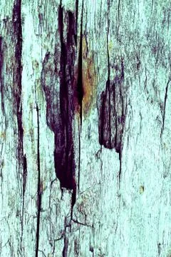 The old wood texture with natural patterns. Inside the tree background. Old g Stock Photos