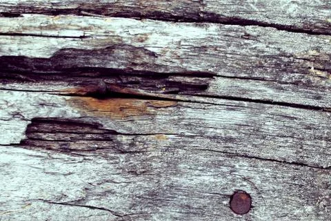 The old wood texture with natural patterns. Inside the tree background. Old g Stock Photos