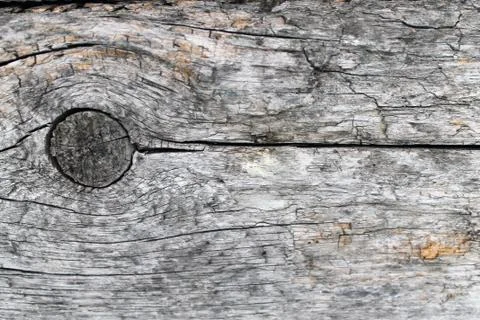 The old wood texture with natural patterns. Inside the tree background. Old g Stock Photos