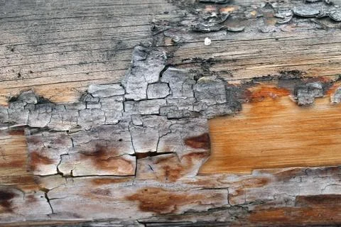The old wood texture with natural patterns. Inside the tree background. Old g Stock Photos