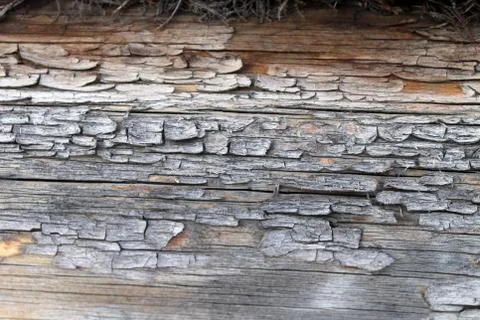 The old wood texture with natural patterns. Inside the tree background. Old g Stock Photos