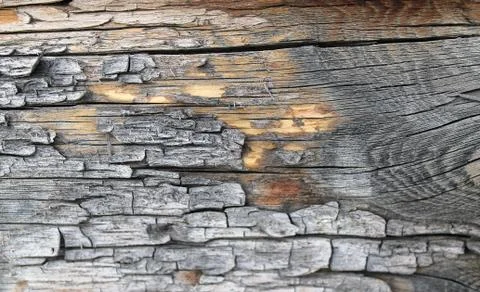 The old wood texture with natural patterns. Inside the tree background. Old g Stock Photos
