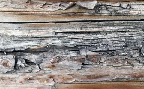 The old wood texture with natural patterns. Inside the tree background. Old g Stock Photos