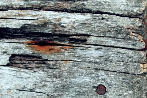 The old wood texture with natural patterns. Inside the tree background. Old Stock Photos