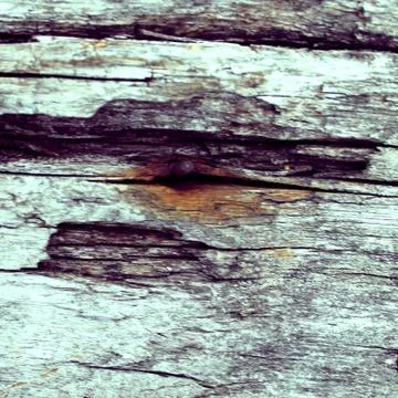 The old wood texture with natural patterns. Inside the tree background. Old Stock Photos