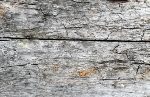 The old wood texture with natural patterns. Inside the tree background. Old Stock Photos