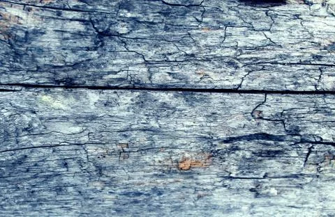 The old wood texture with natural patterns. Inside the tree background. Old Stock Photos