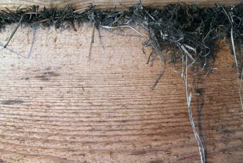 The old wood texture with natural patterns. Inside the tree background. Old g Stock Photos