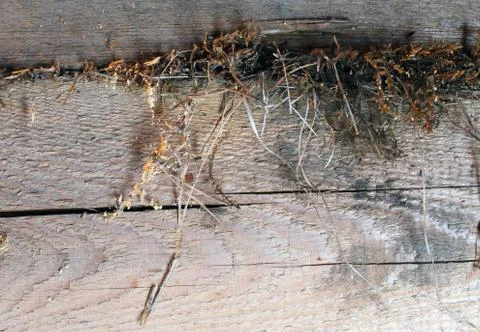 The old wood texture with natural patterns. Inside the tree background. Old g Stock Photos