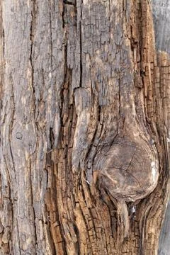 The old wood texture with natural patterns. Inside the tree background. Old g Stock Photos