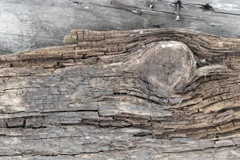 The old wood texture with natural patterns. Inside the tree background. Old g Stock Photos