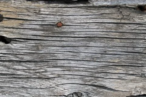 The old wood texture with natural patterns. Inside the tree background. Old g Stock Photos
