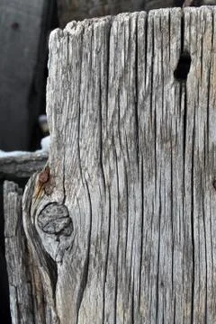 The old wood texture with natural patterns. Inside the tree background. Old g Stock Photos