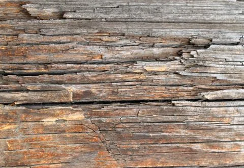 The old wood texture with natural patterns. Inside the tree background. Old g Stock Photos