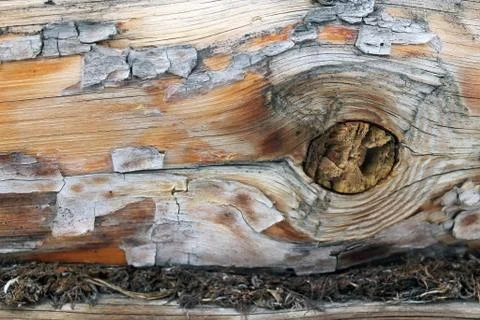 The old wood texture with natural patterns. Inside the tree background. Old g Stock Photos