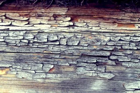 The old wood texture with natural patterns. Inside the tree background. Old g Stock Photos