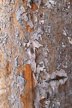 The old wood texture with natural patterns. Inside the tree background. Old g Stock Photos