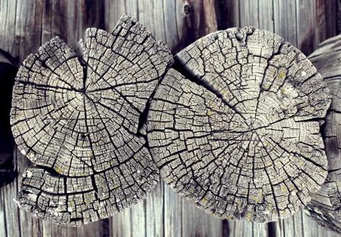 The old wood texture with natural patterns. Cross-section of the old tree Stock Photos