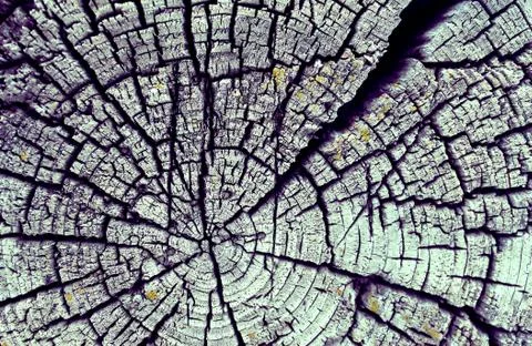 The old wood texture with natural patterns. Cross-section of the old tree Stock Photos