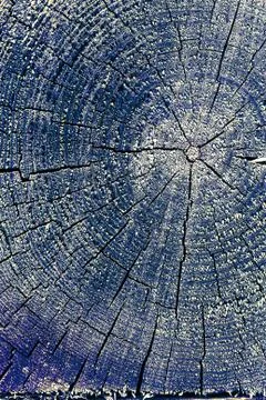 The old wood texture with natural patterns. Cross-section of the old tree Stock Photos