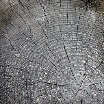 The old wood texture with natural patterns. Cross-section of the old tree Stock Photos