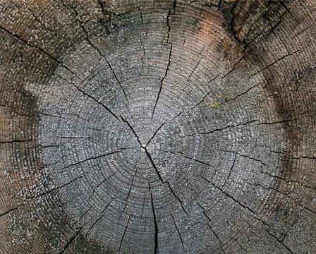 The old wood texture with natural patterns. Cross-section of the old tree Stock Photos