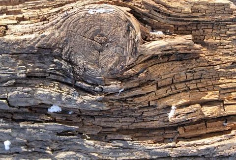 The old wood texture with natural patterns. Inside the tree background. Old g Stock Photos