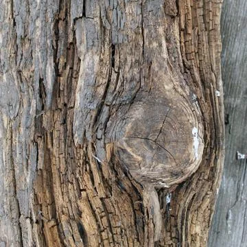 The old wood texture with natural patterns. Inside the tree background. Old g Stock Photos