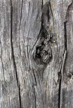 The old wood texture with natural patterns. Inside the tree background. Old g Stock Photos