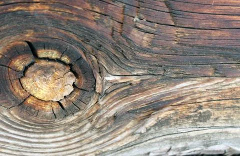 The old wood texture with natural patterns. Inside the tree background. Old g Stock Photos