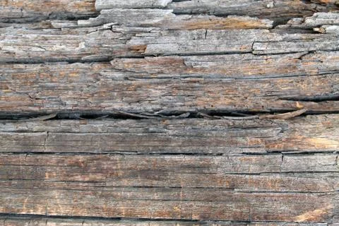 The old wood texture with natural patterns. Inside the tree background. Old g Stock Photos