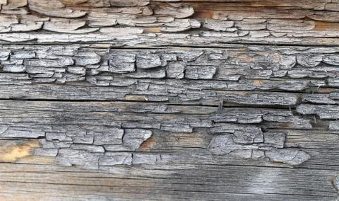 The old wood texture with natural patterns. Inside the tree background. Old g Stock Photos