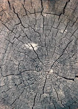 The old wood texture with natural patterns. Cross-section of the old tree Stock Photos