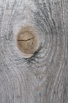 The old wood texture with natural patterns. Inside the tree background. Old g Stock Photos